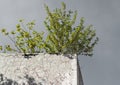 Lonely green bush on the concrete wall Royalty Free Stock Photo